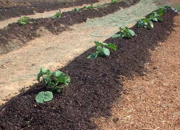 PFAS-Contaminated Biosolid Fertilizer (Sewage Sludge)